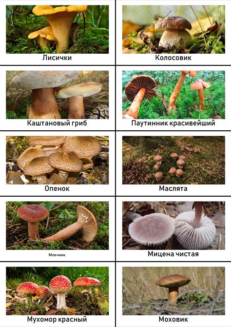 Карточки с грибами: скачать и распечатать — 3mu.ru