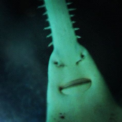 So I recently noticed that Sawfish are absolutely hilarious looking ...