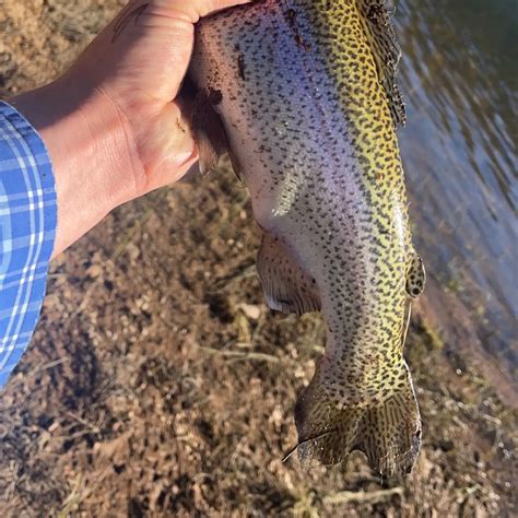 ᐅ Navajo Lake fishing reports🎣• Cedar City, UT (United States) fishing