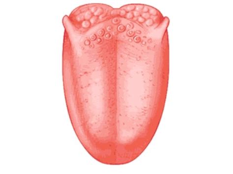 Parts of the Tongue Diagram | Quizlet