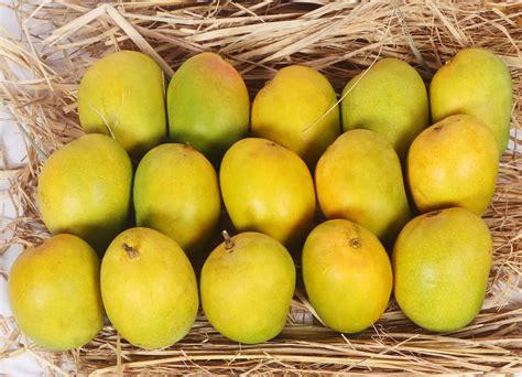 Alphonso mangoes - Indic Living
