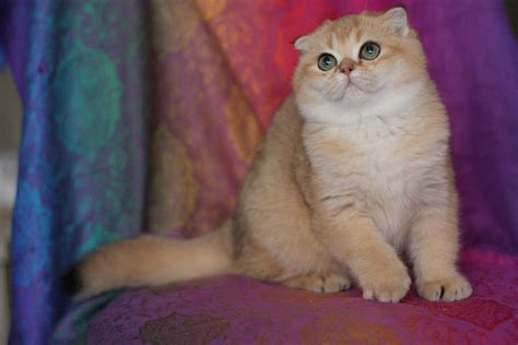 Имена для породистых кошек и котов, красивые клички для котенка девочки ...