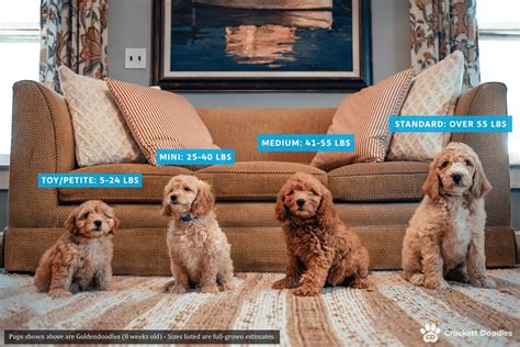 full grown mini goldendoodle    ryan henderson blog