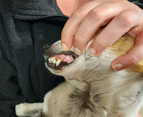 How to clean your dog’s teeth | DogWiki