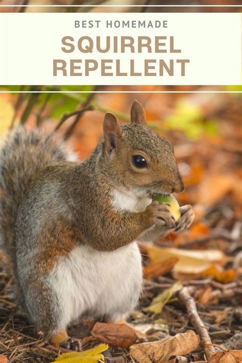 Homemade Squirrel Repellent Recipe 🐿️ - House of Hawthornes | Squirrel