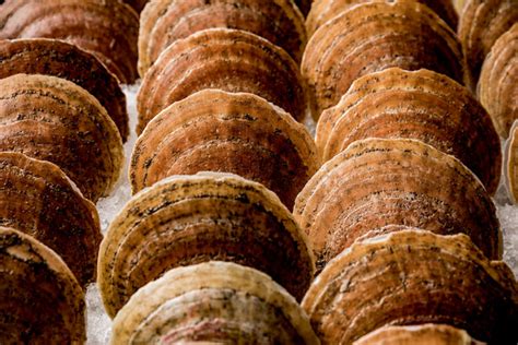 Cooking with Live Sea Scallops – Four Star Seafood and Provisions
