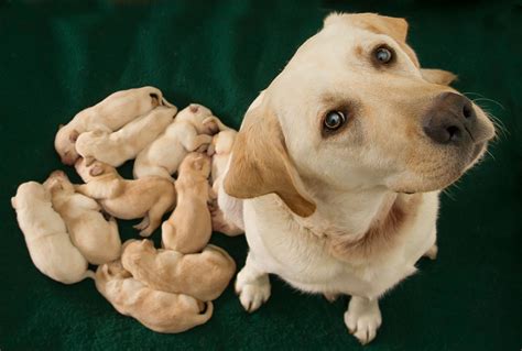 Puppies_and_-Mama - Alex Morley Photography