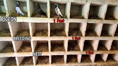 Preparing Pigeon Nest Box | Tips for Healthy & Successful Breeding ...