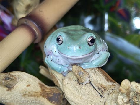Dumpy lump in the house (BONUS BUTT) : r/frogs
