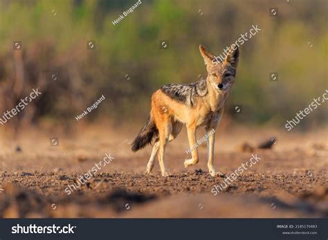 jackal