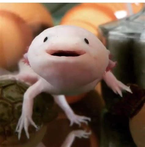 Pin by Max 22 on CUTE | Axolotl cute, Axolotl pet, Axolotl