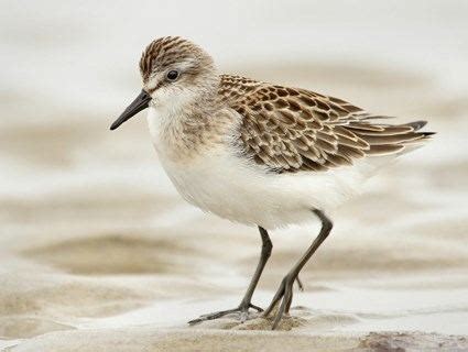 Sandpiper - Alchetron, The Free Social Encyclopedia