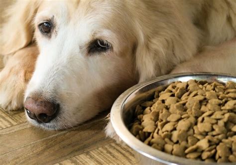 Dog Refusing to Eat? (Vet's Advice on What You Should Do)