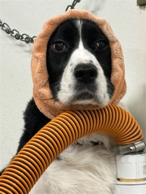Pet Grooming Services | Snohomish County, WA | 425-903-4219