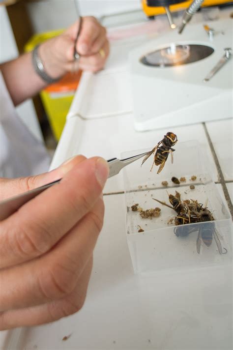 Internet Shocked by Huge Parasite Found Inside Hornet: 'Burn That Thing