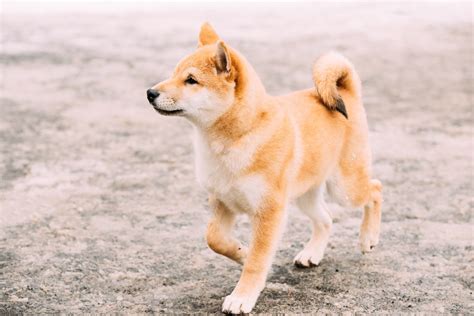 Shiba Inu - Alles über Charakter, Haltung, Auffälligkeiten