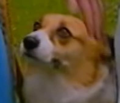 corgi adrian gray cinematic universe acu wiki fandom