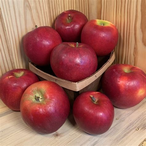 Crimson crisp - Agriberry Farm - CSA - Virginia - Maryland