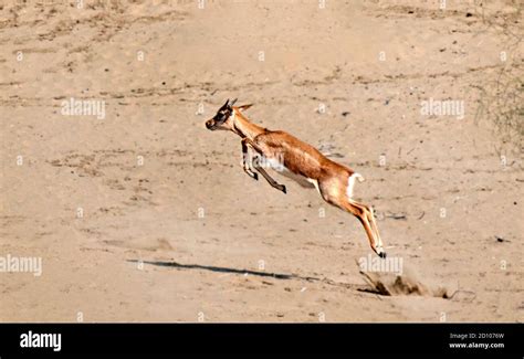 male indian blackbuck   res stock photography  images alamy