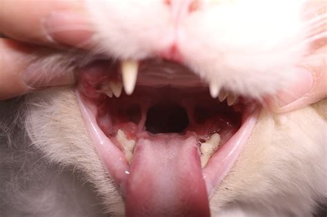 【歯科】猫の尾側口内炎②原因となる細菌について - 東京動物皮膚科センター/神宮前動物病院