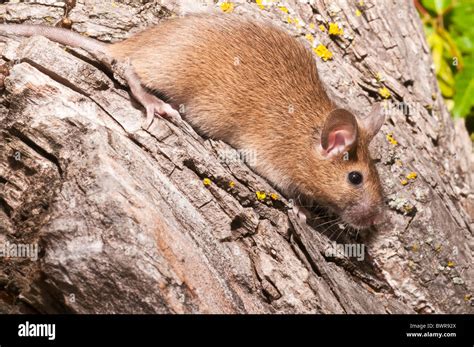mus musculus domesticus  res stock photography  images alamy