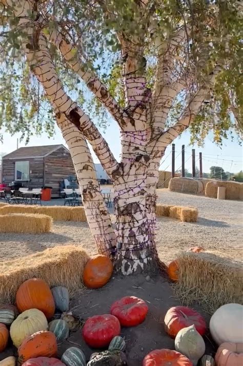 Shindig Farms - Fall Pumpkin Patch and Straw Maze — Idaho Family Life