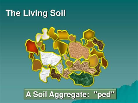 PPT - The Living Soil PowerPoint Presentation, free download - ID:2229589