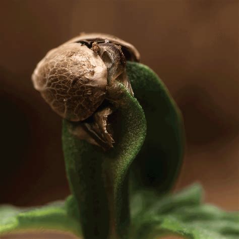 Major renovations will preserve the seelbach for future generations 9