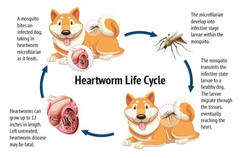 facts  heartworms lifeline animal project blog