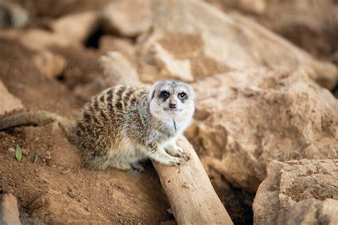 meerkat  stocksy contributor helen sotiriadis stocksy