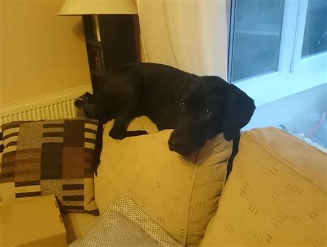 My cat also acting normal. : r/funny