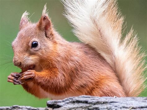 Fox Wood Campsite | Wildlife guide to the woodland animals of the UK