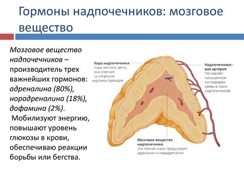 Нейрофизиология - презентация онлайн