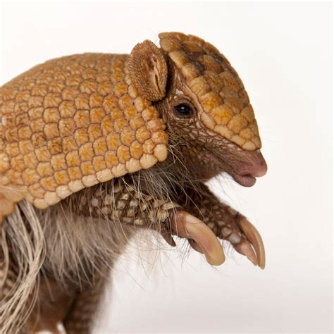 Armadillo Baby