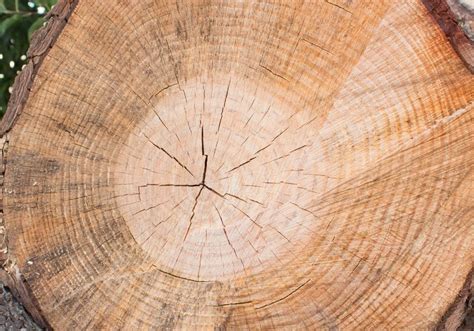 struttura del tronco strati funzioni  anelli  accrescimento