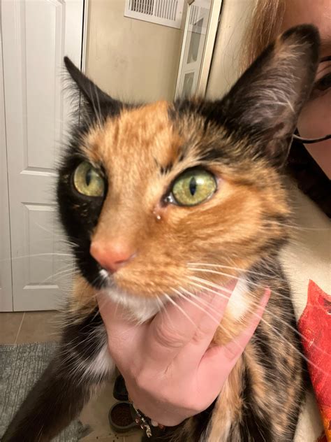 cats eyes watering 8