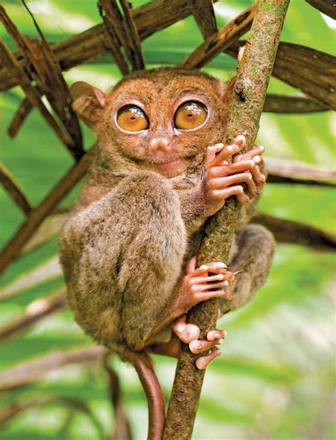 tarsier - Google Search | Tarsier, Unusual animals, Primates
