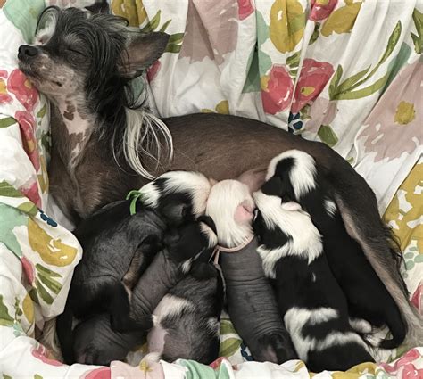Naked & Puffs in Alabama | Chinese Crested puppies | Good Dog