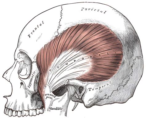 Musculus temporalis - Ars Neurochirurgica