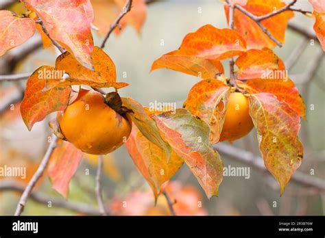 kaki fresco  res stock photography  images alamy