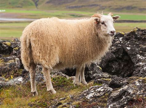 Icelandic Sheep | Oklahoma State University