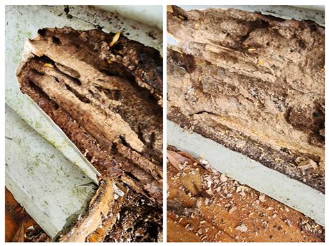 The Sentricon Termite System: What Homeowners Should Know - FullScope