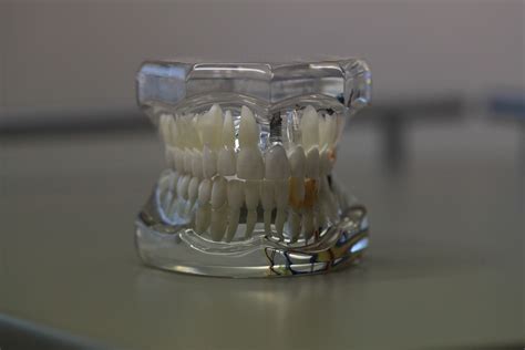 Dentistry Dentals Teeth · Free photo on Pixabay