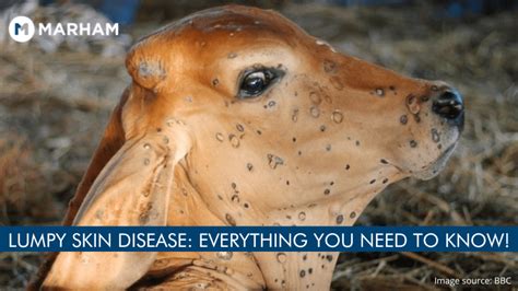 Lumpy Skin Disease Outbreak: Can Humans Get Infected? | Marham