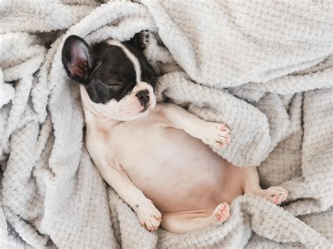 Dog Lying Down On Back