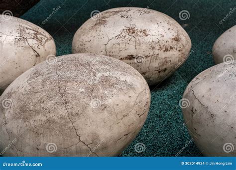 Historical Dinosaur Egg Replica Display Stock Photo - Image of chinese ...