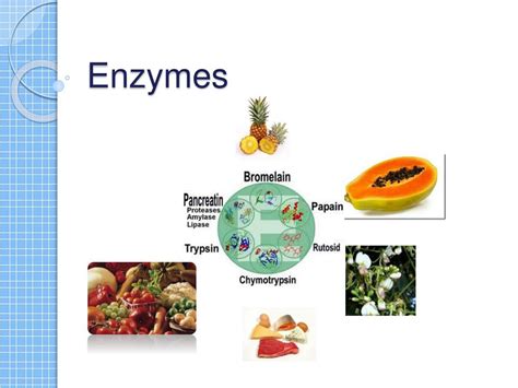 enzymes powerpoint    id