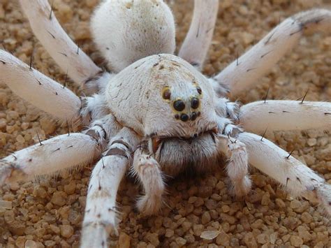 White Wolf Spider The Giant Hunting Spider You May Find In Your New