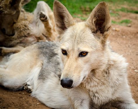 Coyote Dog Hybrid