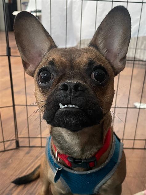 animal rescue philadelphia 3